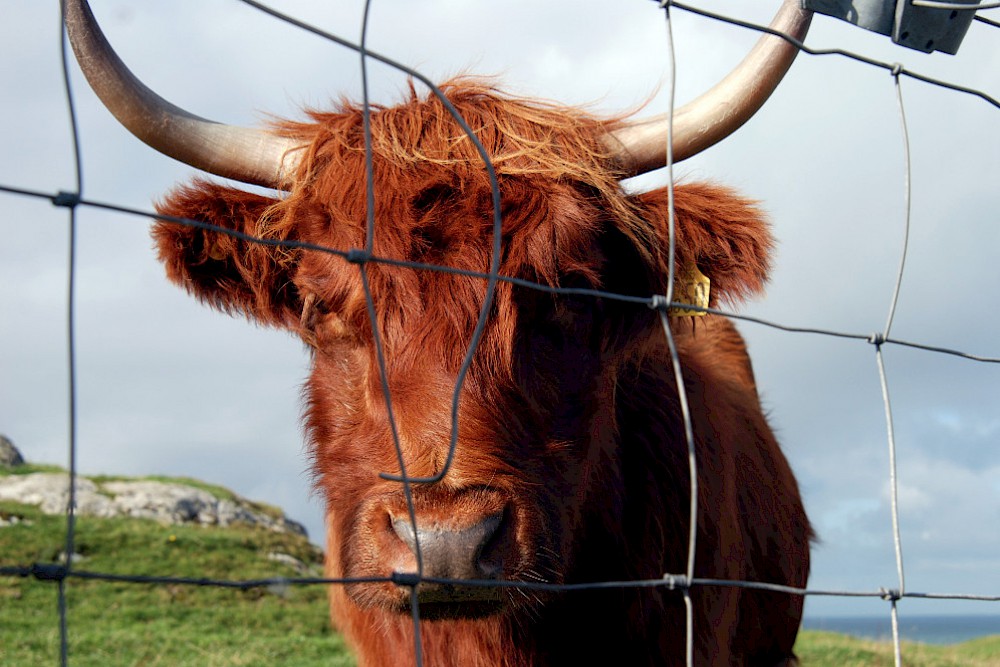 Highland Cattle