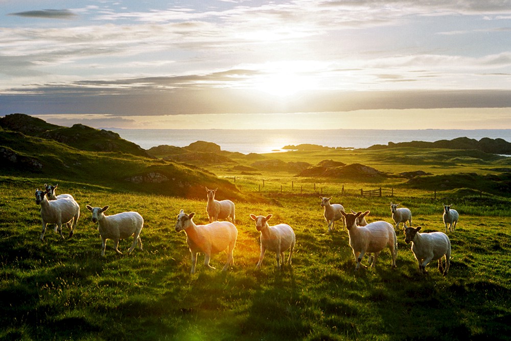 Sheep on Iona