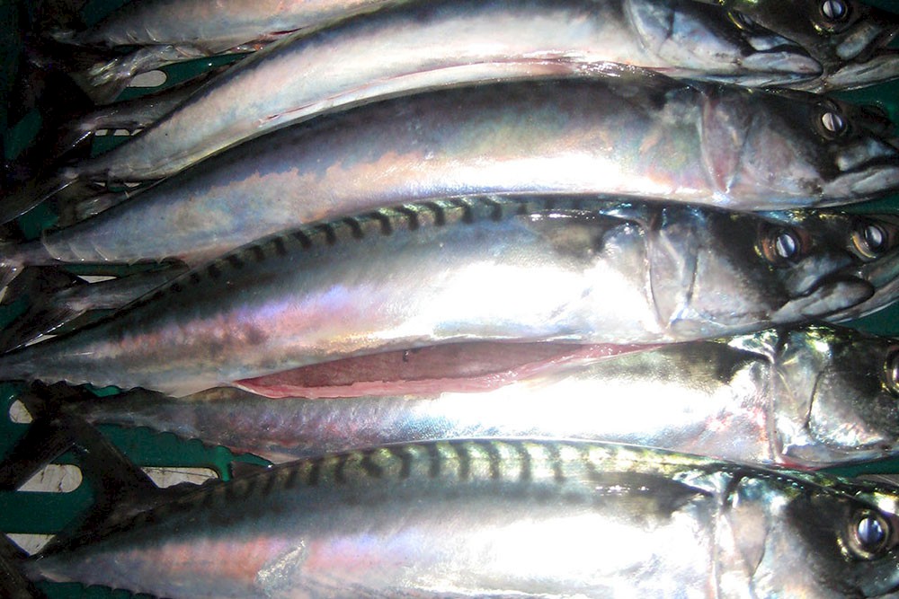 Iona Mackerel