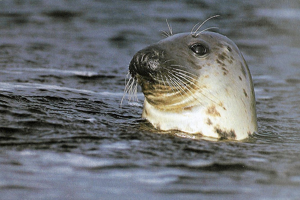 Common Seal