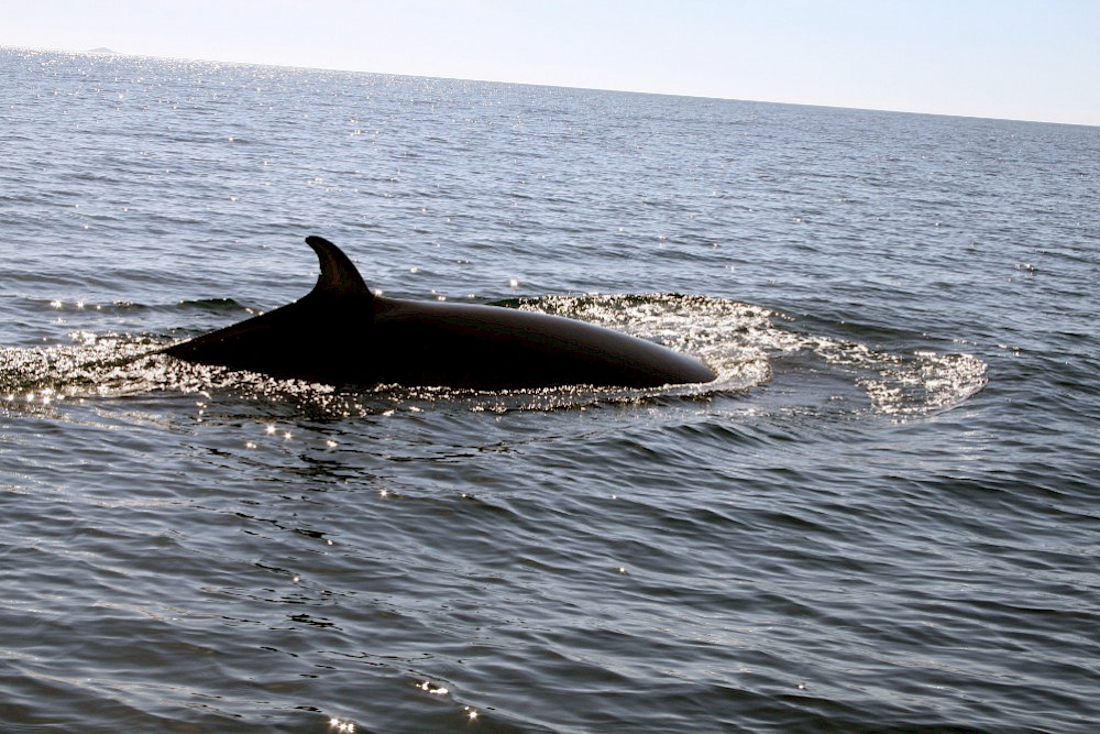 Minke Whale